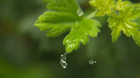 Rain Drop on Leaves Stock Footage