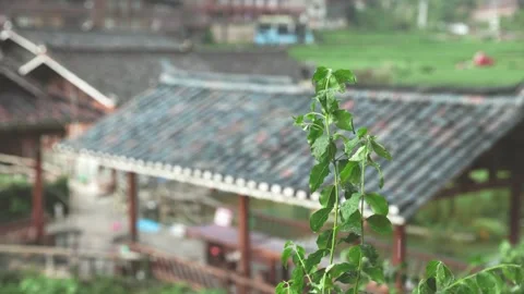 Rain drop on the leaves Stock Footage 252147050