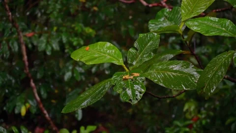 Rain drop on leaves in the forest. Stock Footage 262701708