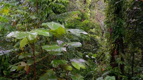 Rain drop on leaves in the forest. Stock Footage 262701734