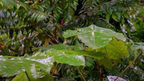 Rain drop on leaves in the forest. Stock Footage 262701770