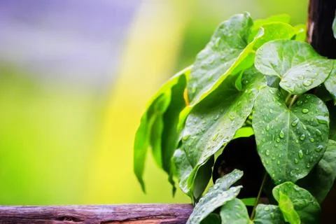 The rain drop on the leaves Stock Photos