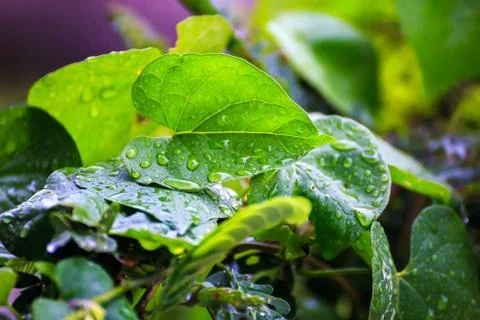 The rain drop on the leaves Stock Photos