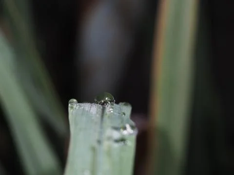 Rain drop on lemon grass leaf on morning Stock Photos