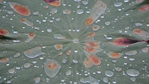 Rain drop on the lotus  leaf. Stock Footage 132172649
