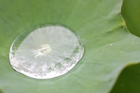 Rain drop on lotus leaf Stock Photos