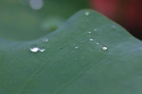 Rain drop on lotus leaf Stock Photos