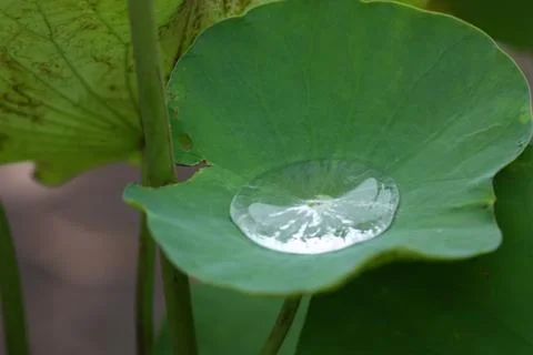 Rain drop on lotus leaf Stock Photos