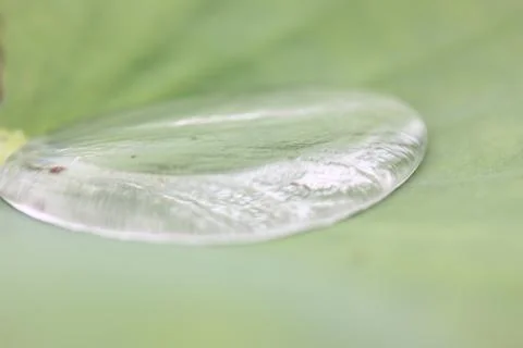 Rain drop on lotus leaf Stock Photos