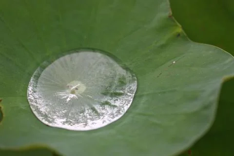 Rain drop on lotus leaf Stock Photos
