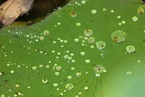 Rain drop on lotus leaf Stock Photos