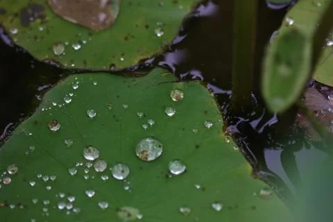 Rain drop on lotus leaf Stock Photos