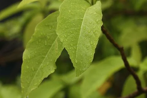 Rain drop macro on leaf background Stock Photos