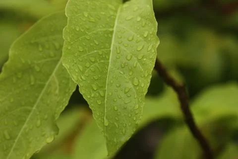 Rain drop macro on leaf Stock Photos