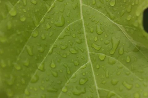 Rain drop macro on leaf super close up Stock Photos