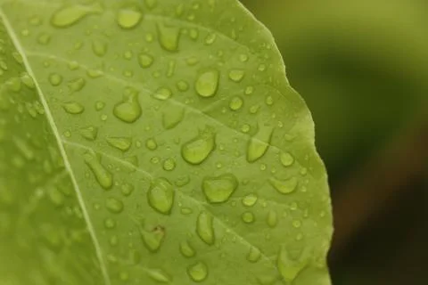 Rain drop macro on leaf super close up blur background Stock Photos