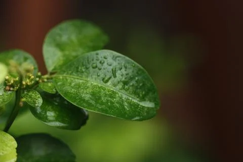 Rain drop macro on leaf super close up dark background Stock Photos
