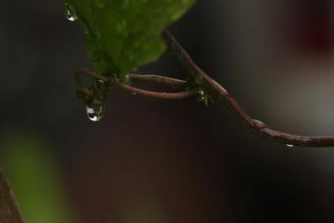 Rain drop macro Stock Photos