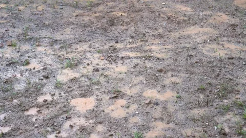 Rain drop on mud Stock Footage 198138459