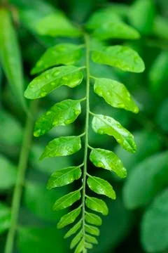 Rain drop or dew on green leafs in garden Stock Photos