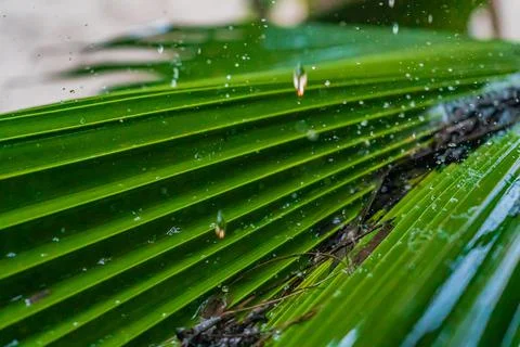 Rain drop on palm leaf. Close up Stock Photos