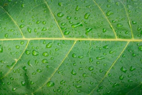 Rain drop on papaya  leaf background with shadow edge Photos