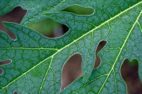 The Rain drop on papaya leaf background show pattern With shadow edge, select Stock Photos