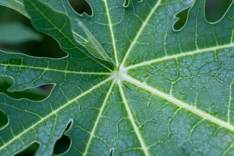 The Rain drop on papaya leaf background show pattern With shadow edge, select Stock Photos