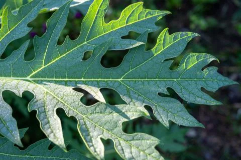 The Rain drop on papaya leaf background show pattern With sun light, select f Stock Photos