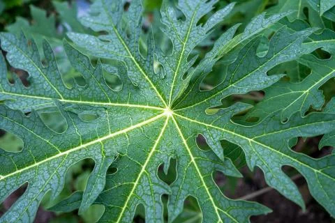 The Rain drop on papaya leaf background show pattern With shadow edge, select Stock Photos