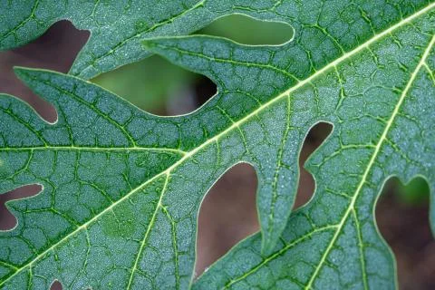 Rain drop on papaya leaf background show pattern With shadow edge, select foc Stock Photos