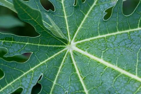Rain drop on papaya leaf background show pattern With shadow edge, select foc Foto stock