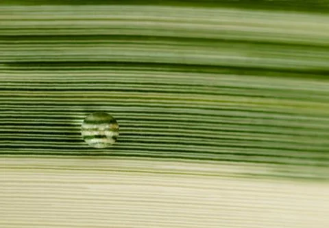 Rain drop Foto stock