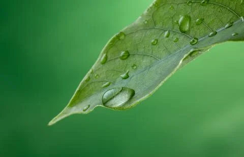Rain drop Stock Photos