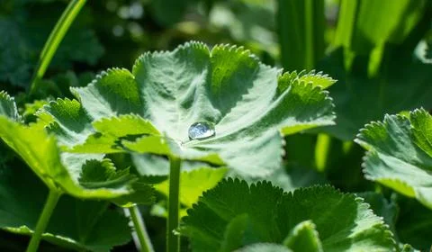Rain Drop Stock Photos