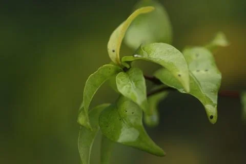 Rain drop on plant macro light green Stock Photos
