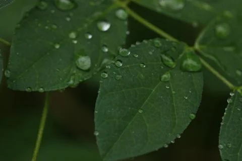 Rain drop on plant macro Stock Photos