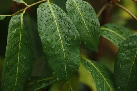 Rain drop on the plant.soft light Stock Photos