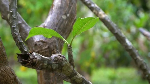 Rain drop from plumeria leafs to the ground Stock Footage 87812359