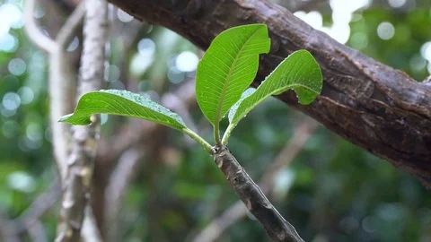 Rain drop from plumeria leafs to the ground Stock Footage 87812373