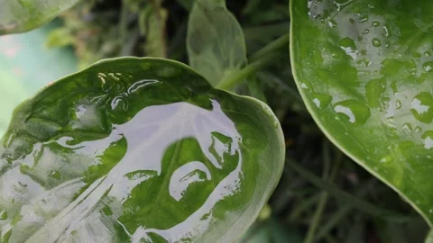Rain drop pool on green garden leaf plant shaking in strong wind Stock Footage 253835134