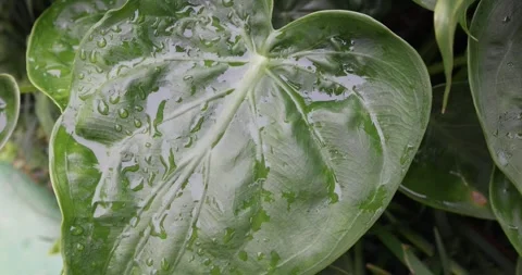 Rain drop pool on green garden leaf plant shaking in strong wind Stock Footage 253835140