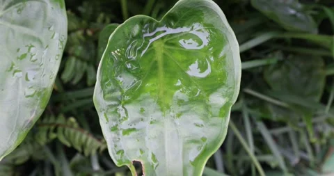 Rain drop pool on green garden leaf plant shaking in strong wind Stock Footage 253835141