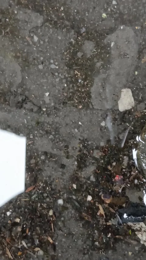 Rain Drop Reflections In A Small Puddle Stock Footage 327176674