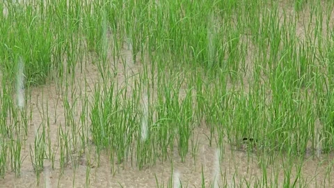 Rain drop in the rice field. Stock Footage 309997460