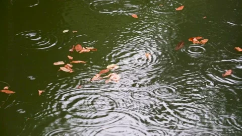Rain drop ripples and falling petals in the pond Stock Footage 157949499