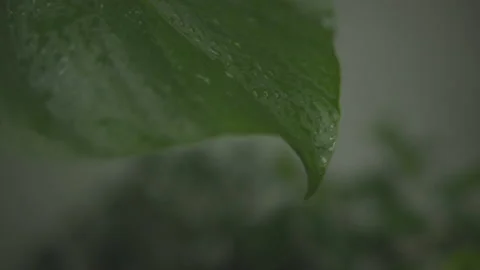 Rain drop slow motion on Split-leaf philodendron Monstera deliciosa Stock Footage 230938977