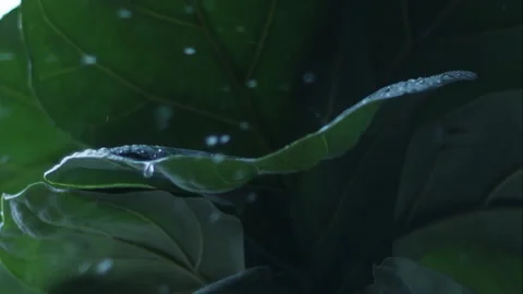 Rain drop splashes on big green leaf Stock Footage
