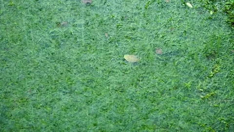 Rain drop splashing from puddle water  in gardenfield Stockbeeldmateriaal 91432058
