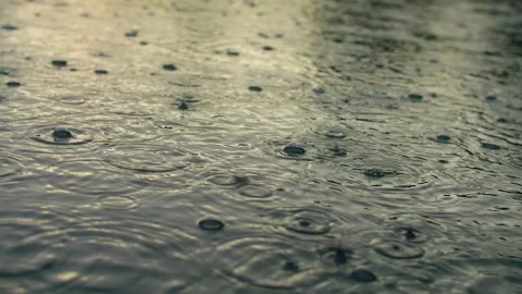 Rain drop storm wet forest weather cloud branch tree puddle Stock Footage 245846821